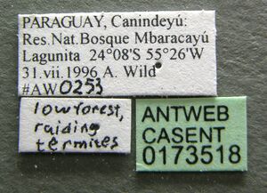 Nomamyrmex esenbeckii casent0173518 label 1.jpg