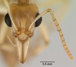 Nothomyrmecia macrops casent0172003 head 1.jpg