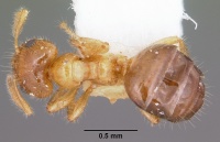 Petalomyrmex phylax casent0101210 dorsal 1.jpg
