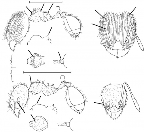 Pheidole termitobia Wilson 2003.jpg