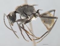 Polyrhachis brutella side.jpg