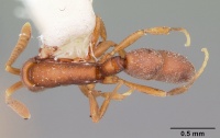 Probolomyrmex guanacastensis casent0104673 dorsal 1.jpg