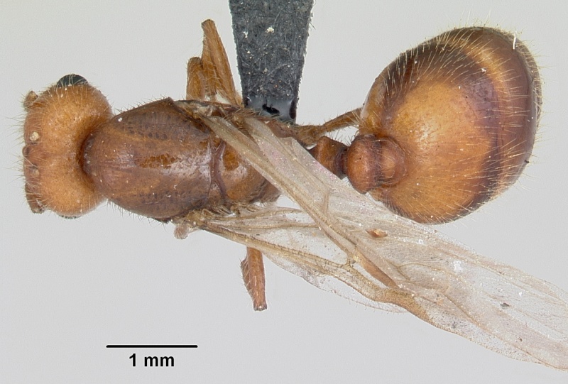 File:Solenopsis geminata casent0104909 dorsal 1.jpg