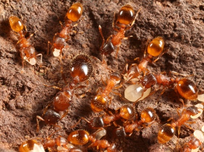Exploring Ants' Systematic Meandering: A method of Efficient Searching