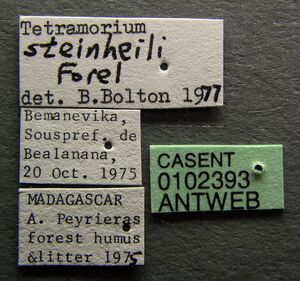 Tetramorium steinheili casent0102393 label 1.jpg