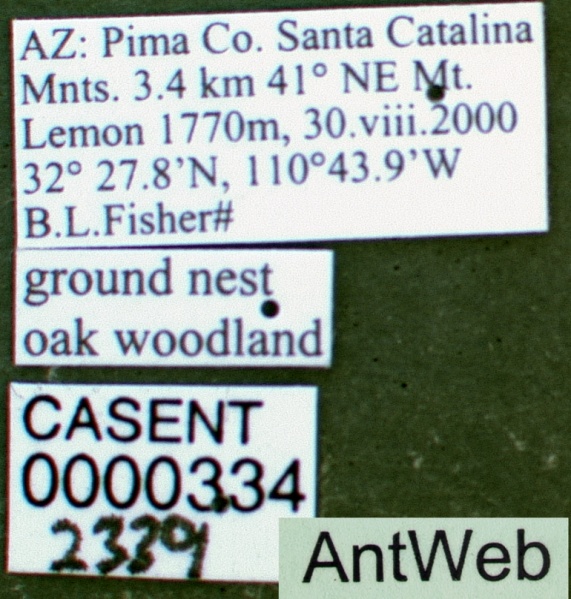 File:Trachymyrmex arizonensis casent0000334 label 1.jpg