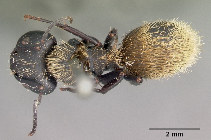 File:Camponotus darwinii casent0104626 dorsal 1.jpg