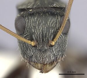 Camponotus linnaei inbiocri002280987 h 1 high.jpg