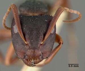 Camponotus planus castype00460-02 head 1.jpg