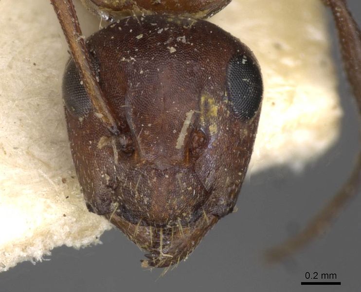 File:Camponotus robecchii rhodesianus casent0910499 h 1 high.jpg