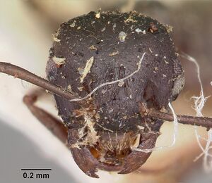 Crematogaster ensifera casent0104587 head 1.jpg