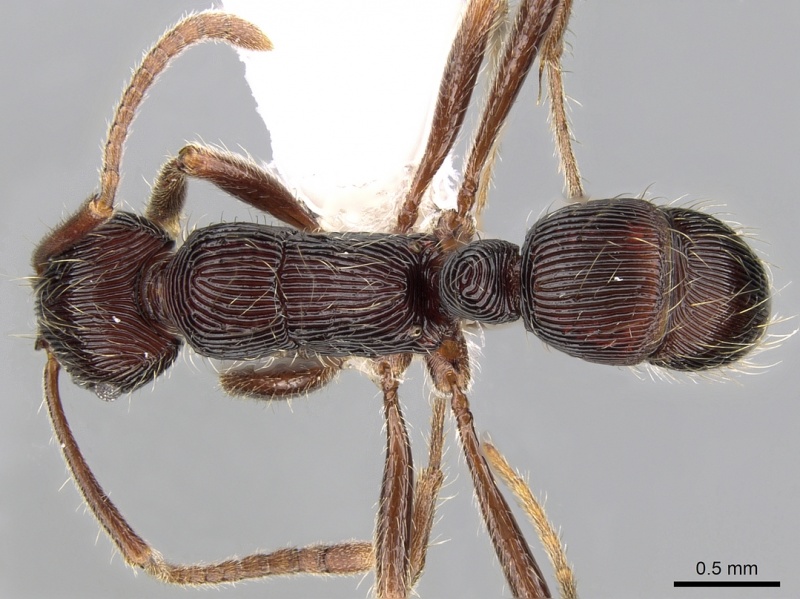 File:Gnamptogenys pleurodon D casent0281219.jpg