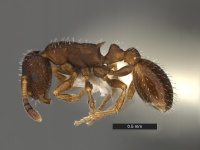 Leptothorax-sphagnicola-MCZ001L.jpg