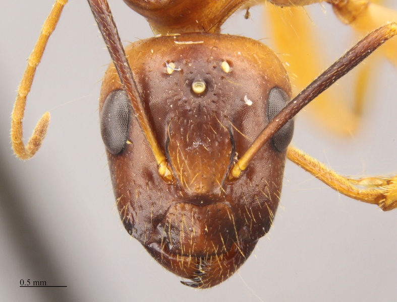 File:MCZ-ENT00523901 Camponotus festinatus queen hef.jpg