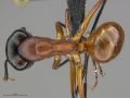 Mcz-ent00669120 Camponotus ocreatus had.jpg