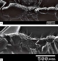 Myrmecina elegans F15ab.jpg