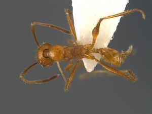 Pheidole-iceni--had-minor.jpg