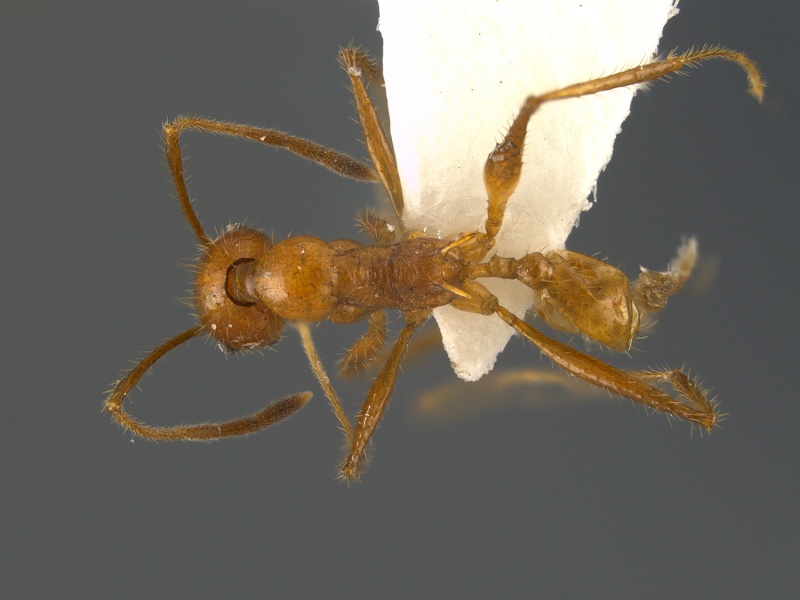 File:Pheidole-iceni--had-minor.jpg