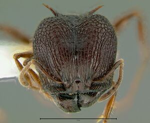 Pheidole-quadricuspisHm3.2x.jpg