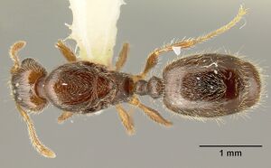 Pheidole amabilis casent0610090 dorsal 1.jpg