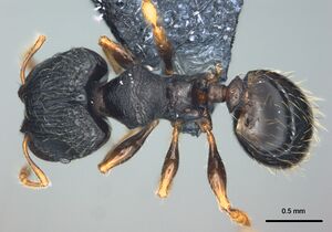 Pheidole kava casent0183626 d 1 high.jpg