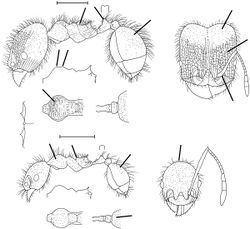 Pheidole valens Wilson 2003.jpg