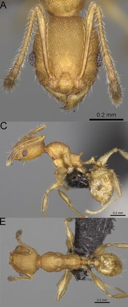 File:Pheidole vohamarensis F38ace.jpg