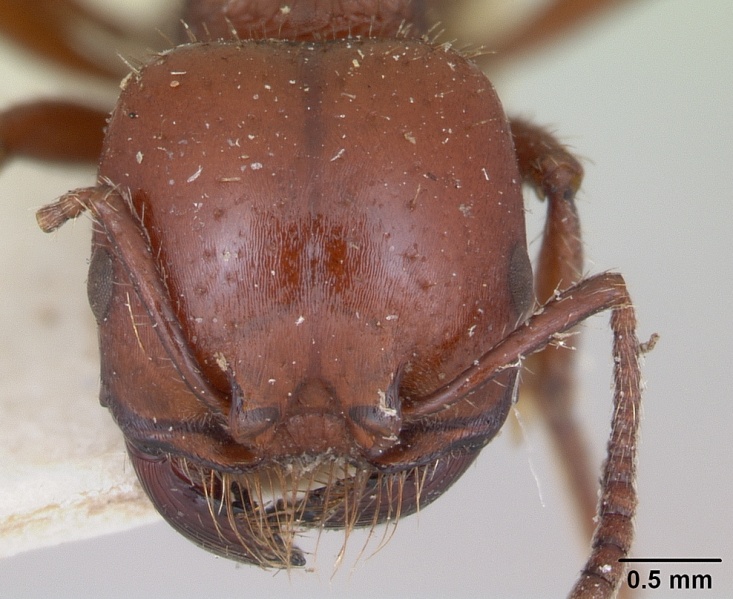 File:Pogonomyrmex bruchi casent0173344 head 1.jpg