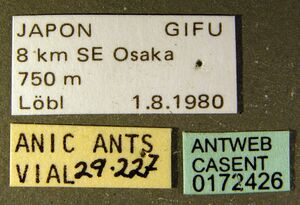 Ponera japonica casent0172426 label 1.jpg