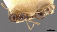 Rhoptromyrmex schmitzi casent0908778 d 1 high.jpg