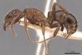 Rhytidoponera tasmaniensis casent0907157 p 1 high.jpg