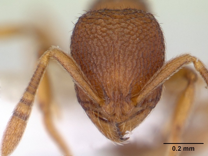 File:Rogeria innotabilis casent0603512 head 1.jpg