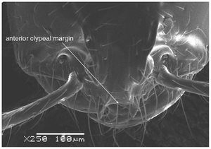 Solenopsis elhawagryi Fig 2.png