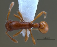 Tyrannomyrmex-rex-dorsal-am-lg.jpg