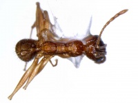 Aphaenogaster wangye top (www.niaes.affrc.go.jp).jpg