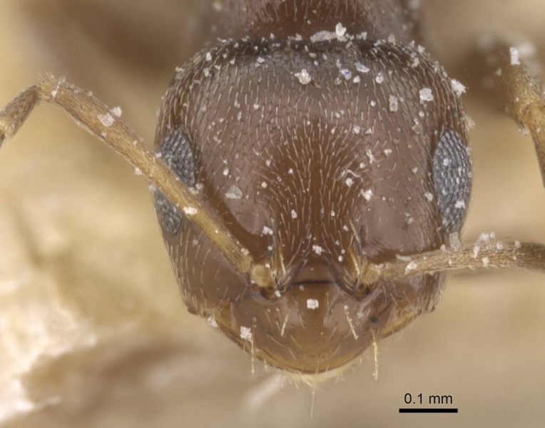 File:Brachymyrmex oculatus casent0911605 h 1 high.jpg