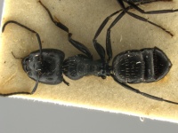 Camponotus-vividus-cato-MCZ001D.jpg