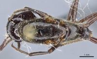 Camponotus calvus casent0905466 d 1 high.jpg