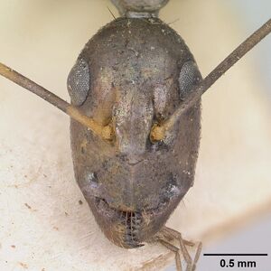 Camponotus hova becki casent0101992 head 1.jpg