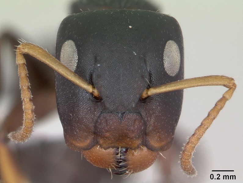 File:Camponotus sanctaefidei casent0173445 head 1.jpg
