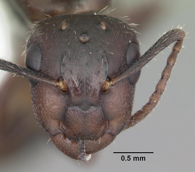 File:Camponotus sexguttatus casent0103708 head 1.jpg