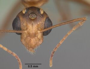 Camponotus tortuganus casent0103720 head 1.jpg