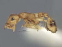 Colobostruma leae side (MCZC).jpg