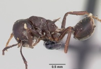 Crematogaster ensifera casent0101631 profile 1.jpg