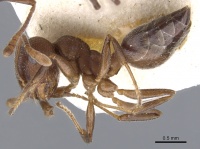 Crematogaster opaciceps casent0902102 p 1 high.jpg