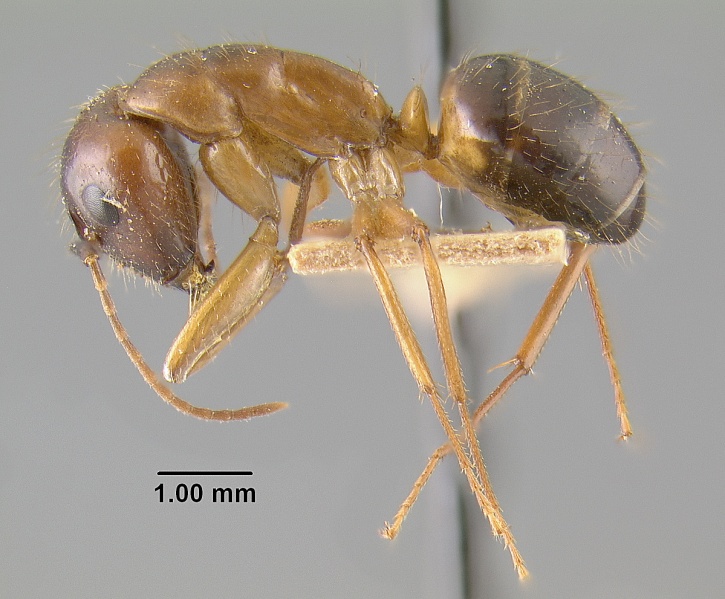 File:MCZ-ENT00009120 Camponotus maculatus subsp picipes var pudorosus hal.jpg