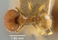 MCZ-ENT00020642 Pheidole erato had.jpg