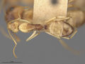 MCZ-ENT00021464 Camponotus fumidus imbecillus had.jpg