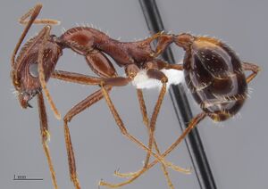 MCZ-ENT00523755 Aphaenogaster cockerelli hal.jpg