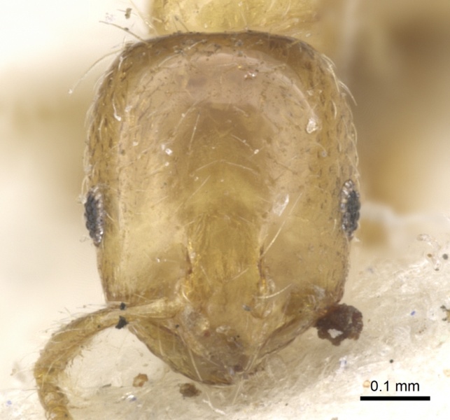 File:Monomorium lene casent0902254 h 1 high.jpg